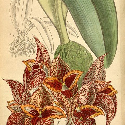 Bulbophyllum macrobulbum unspecified picture