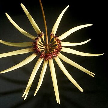 Bulbophyllum makoyanum unspecified picture