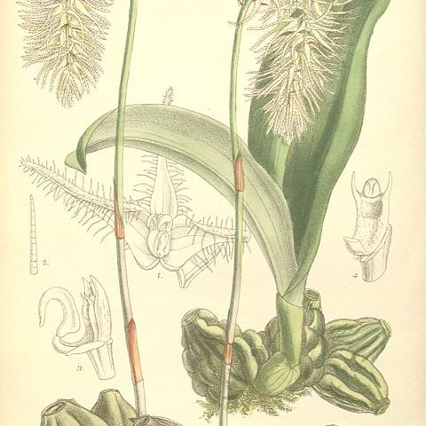 Bulbophyllum comosum unspecified picture