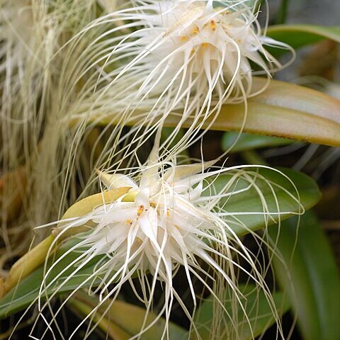 Bulbophyllum medusae unspecified picture