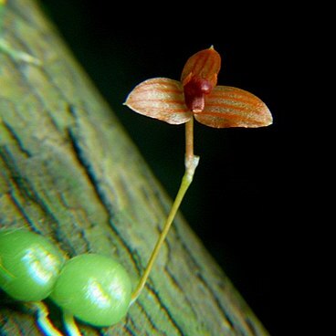 Bulbophyllum moniliforme unspecified picture