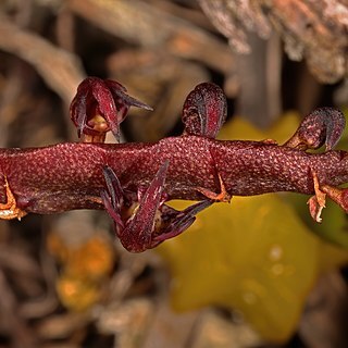 Bulbophyllum scaberulum unspecified picture