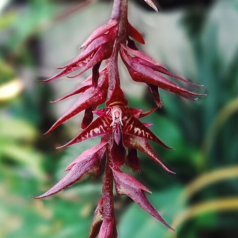 Bulbophyllum roraimense unspecified picture