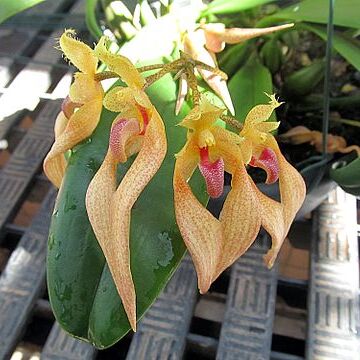 Bulbophyllum bicolor unspecified picture