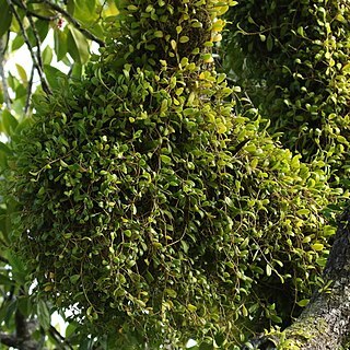 Bulbophyllum clandestinum unspecified picture