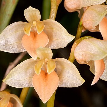 Bulbophyllum conspectum unspecified picture