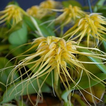 Bulbophyllum vaginatum unspecified picture