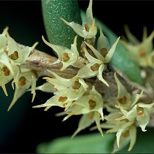 Bulbophyllum wadsworthii unspecified picture