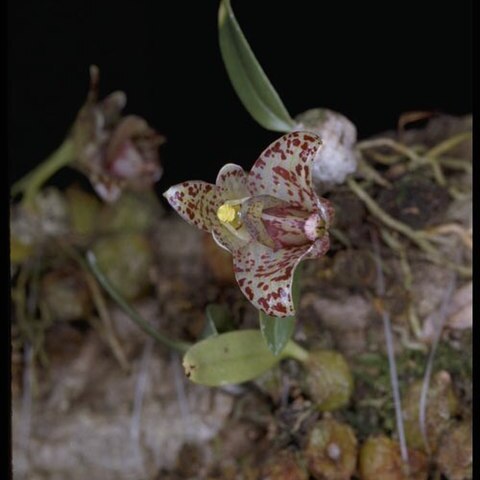 Bulbophyllum weinthalii unspecified picture