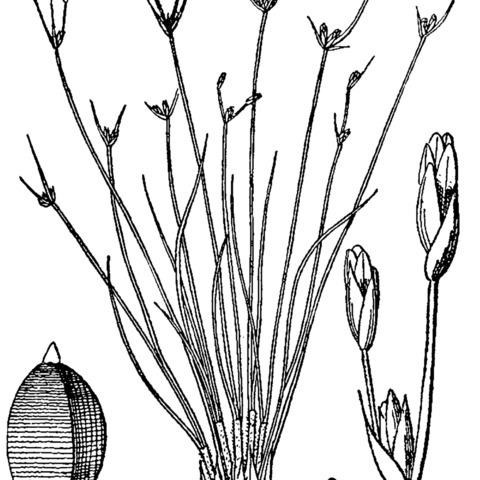 Bulbostylis capillaris unspecified picture