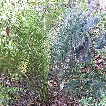 Macrozamia communis unspecified picture