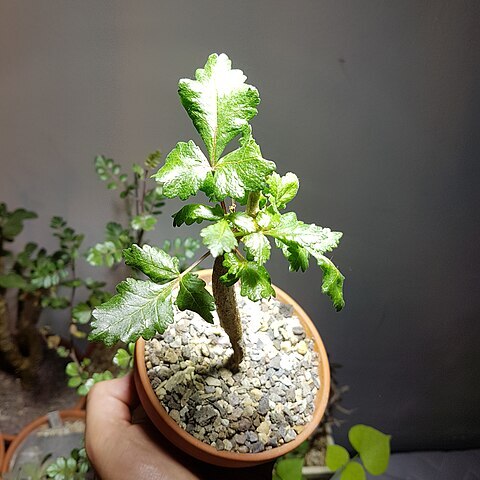 Bursera hindsiana unspecified picture