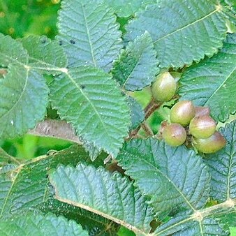 Bursera excelsa unspecified picture