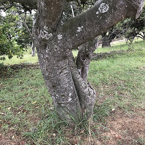 Bursera bipinnata unspecified picture