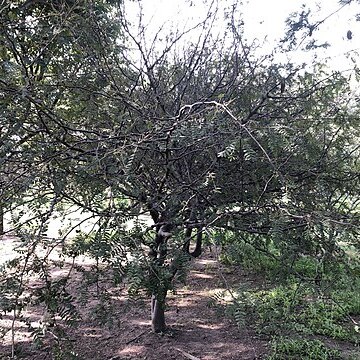 Bursera copallifera unspecified picture