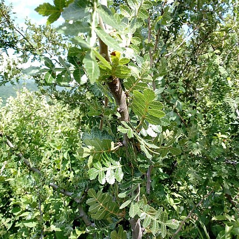 Bursera glabrifolia unspecified picture