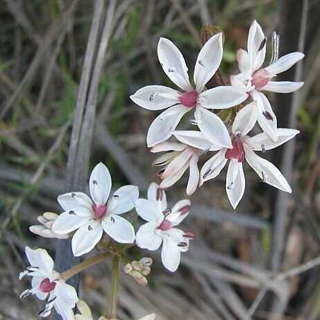 Burchardia umbellata unspecified picture