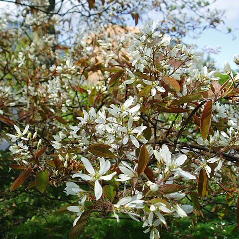 Amelanchier lamarckii unspecified picture