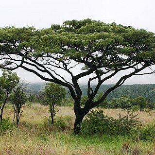 Burkea africana unspecified picture