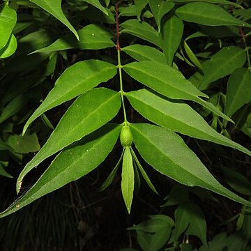 Buckleya lanceolata unspecified picture