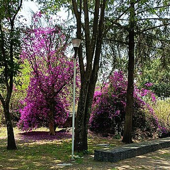 Bougainvillea unspecified picture