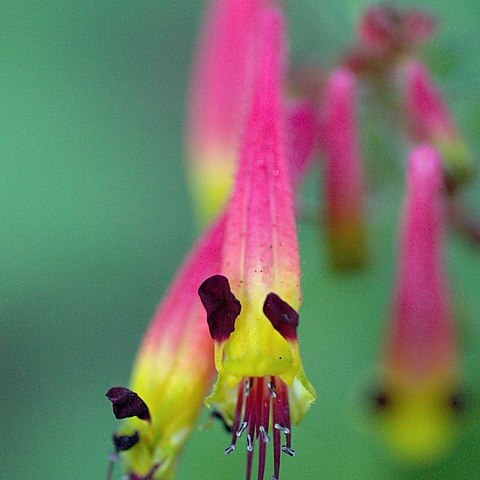 Cuphea cyanea unspecified picture