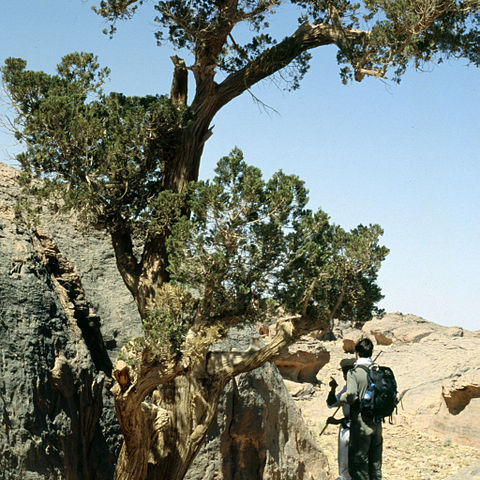 Cupressus dupreziana unspecified picture