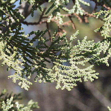 Cupressus macnabiana unspecified picture