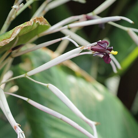 Ctenanthe glabra unspecified picture