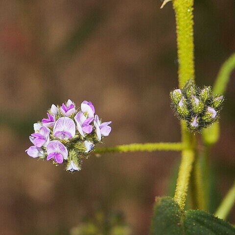 Cullen balsamicum unspecified picture