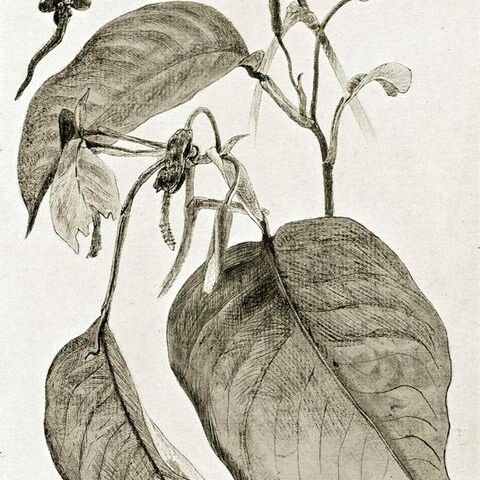 Culcasia scandens unspecified picture