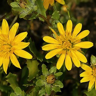 Cuspidia cernua unspecified picture