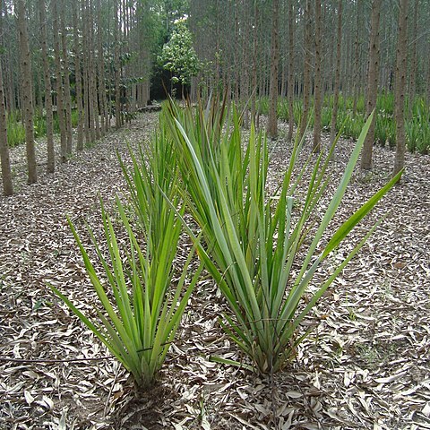 Ananas lucidus unspecified picture