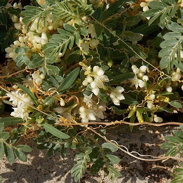 Cuscuta umbellata unspecified picture