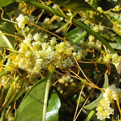 Cuscuta chinensis unspecified picture