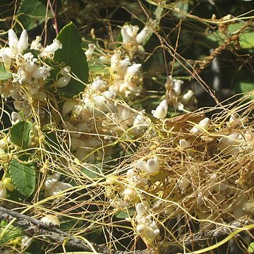 Cuscuta chilensis unspecified picture