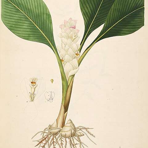 Curcuma montana unspecified picture