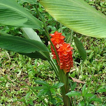 Curcuma roscoeana unspecified picture