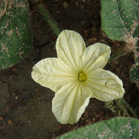 Cucumis hirsutus unspecified picture