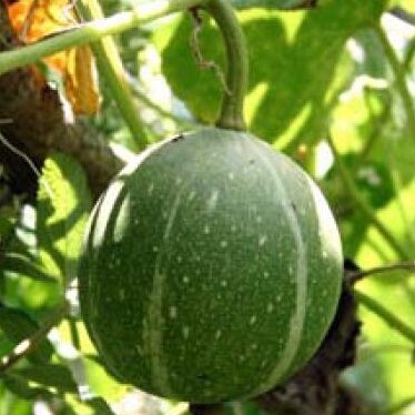 Cucurbita okeechobeensis unspecified picture