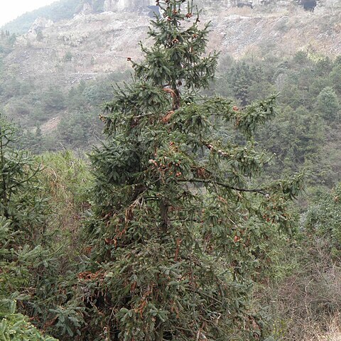 Cunninghamia lanceolata unspecified picture