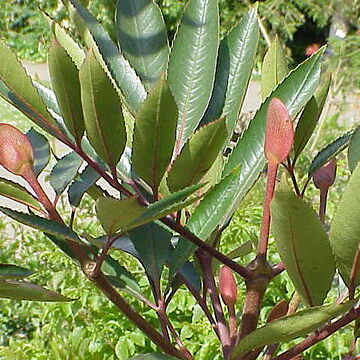 Cunonia capensis unspecified picture