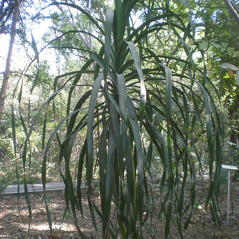 Beaucarnea goldmanii unspecified picture