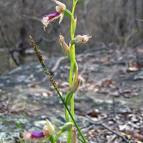 Calochilus unspecified picture