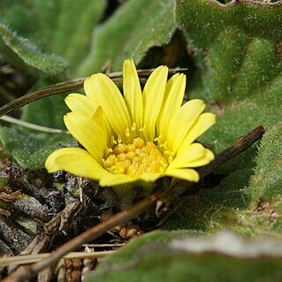 Cymbonotus unspecified picture