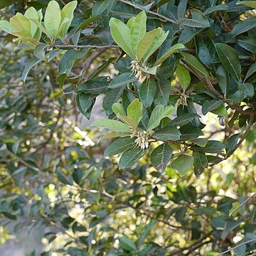 Xantolis tomentosa unspecified picture