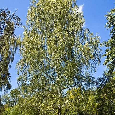 Betula unspecified picture