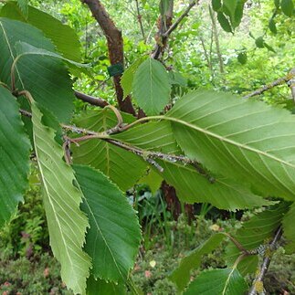 Betula utilis subsp. jacquemontii unspecified picture