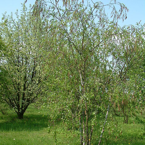 Betula raddeana unspecified picture