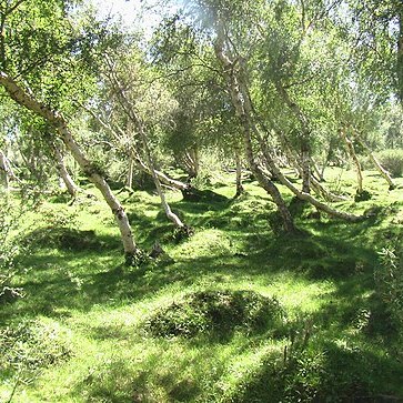 Betula microphylla unspecified picture